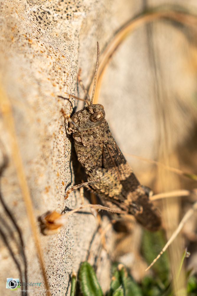 castellane, criquet, faune, insecte, oedipode, verdon__