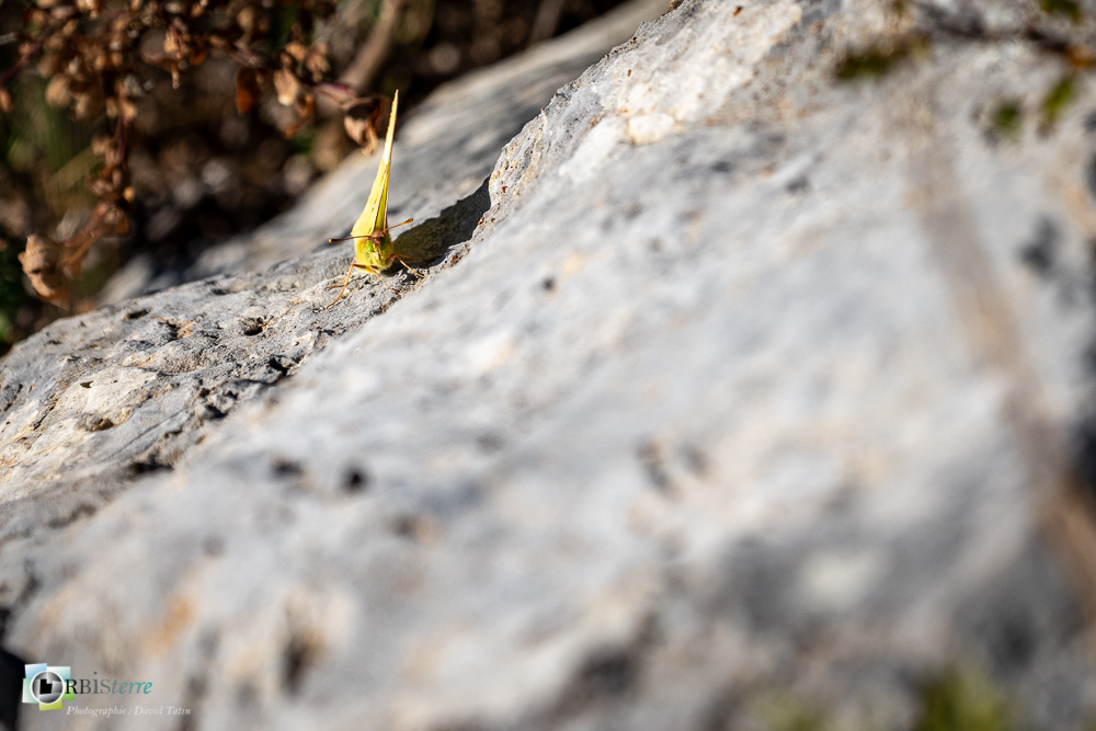 castellane, faune, insecte, papillon, souci, verdon__
