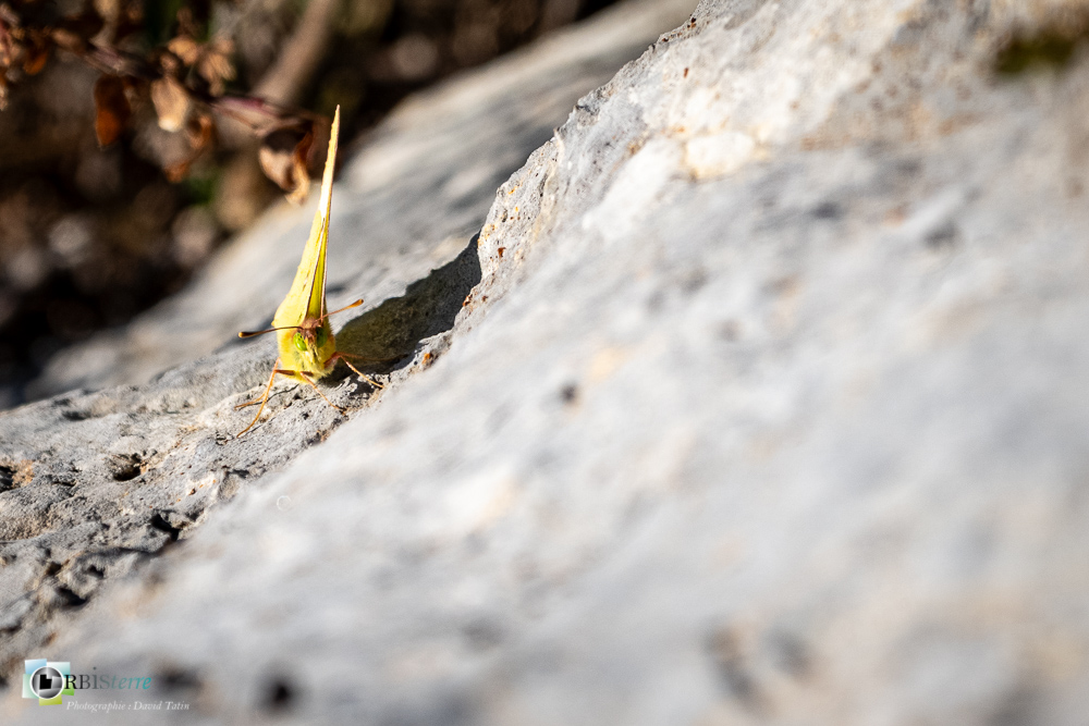 castellane, faune, insecte, papillon, souci, verdon__