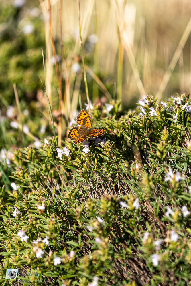 castellane, faune, insecte, mégère, papillon, verdon__