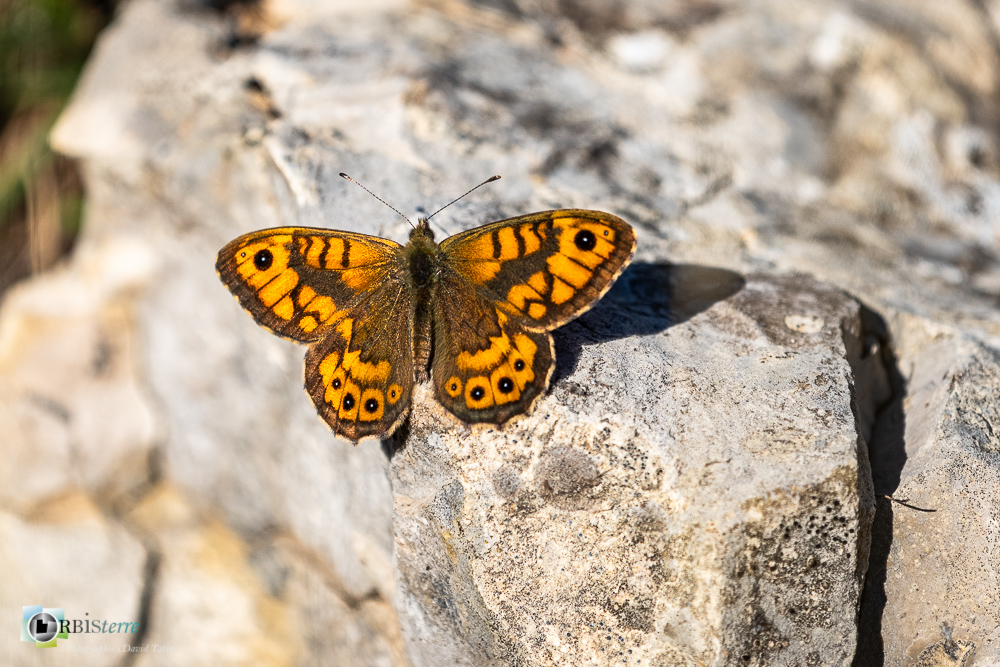 castellane, faune, insecte, mégère, papillon, verdon__