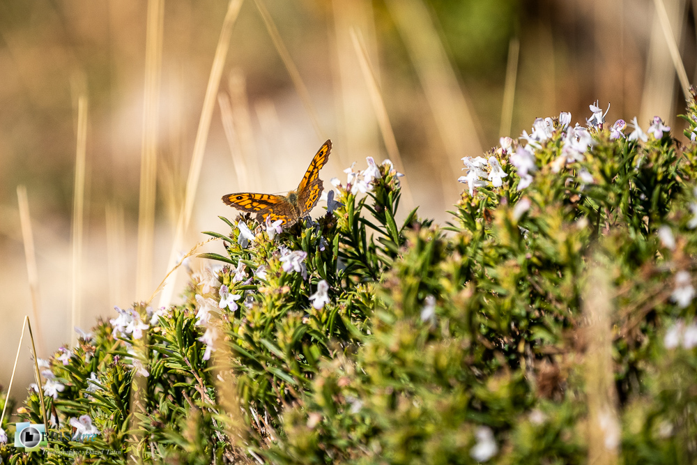 castellane, faune, insecte, mégère, papillon, verdon__