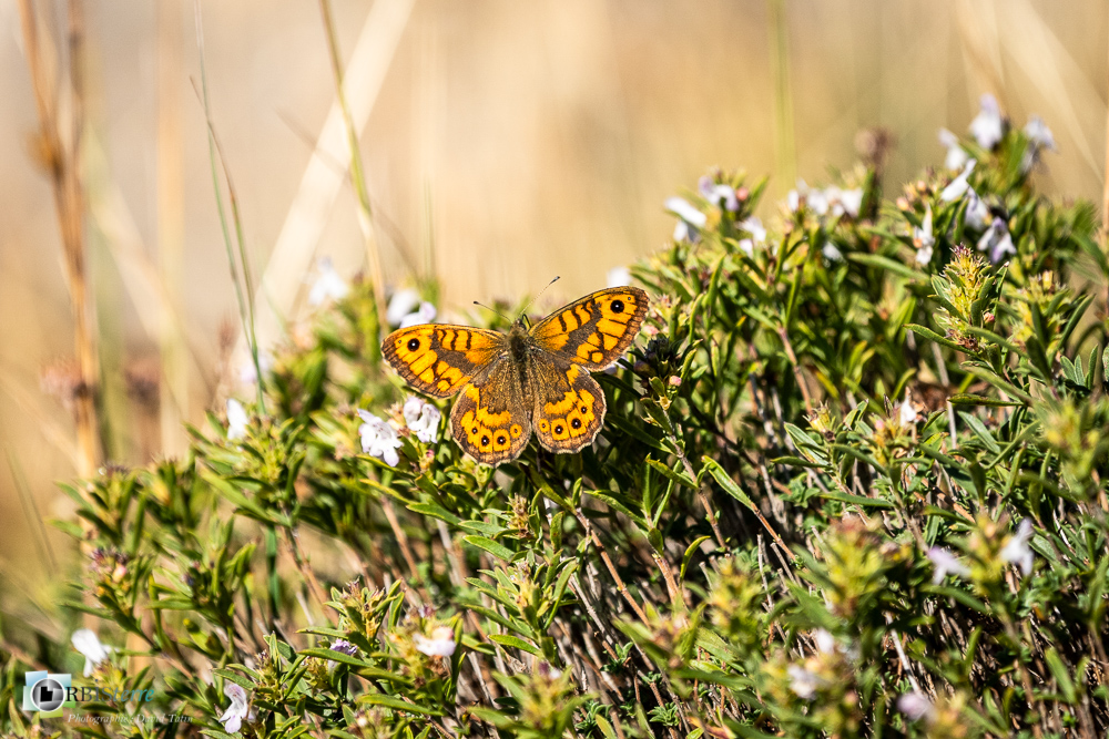 castellane, faune, insecte, mégère, papillon, verdon__