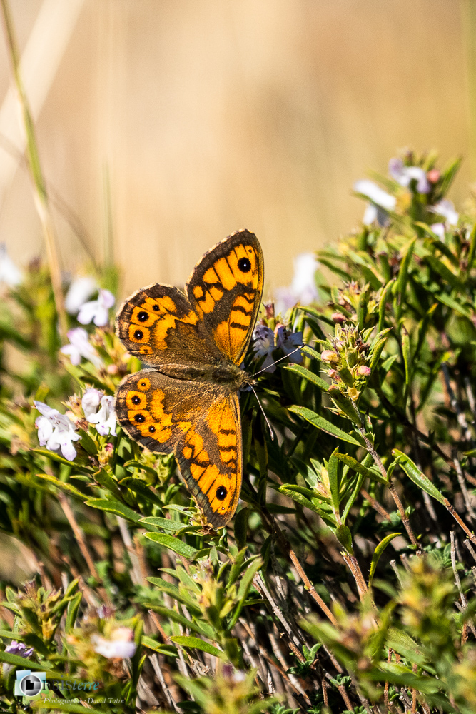 castellane, faune, insecte, mégère, papillon, verdon__