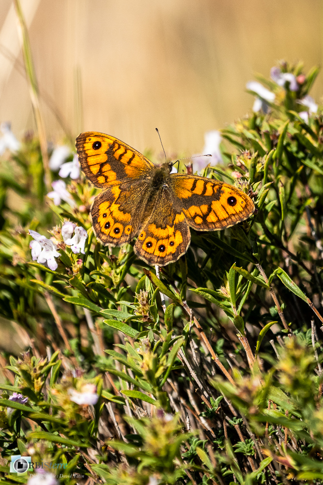 castellane, faune, insecte, mégère, papillon, verdon__