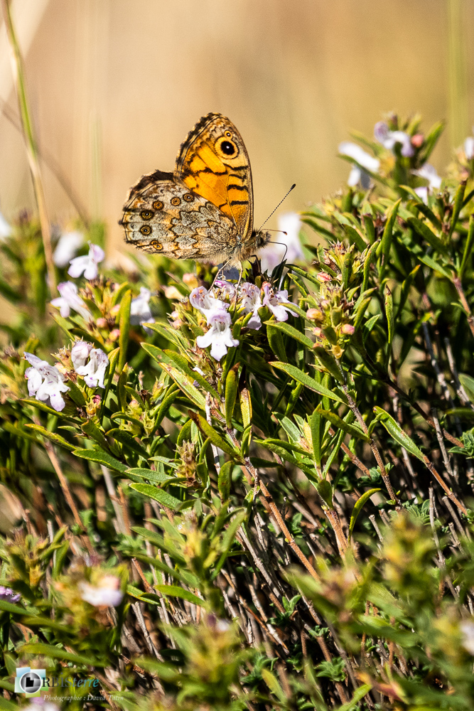 castellane, faune, insecte, mégère, papillon, verdon__