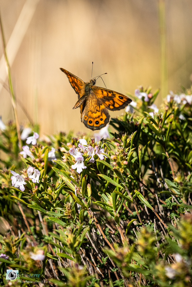 castellane, faune, insecte, mégère, papillon, verdon__