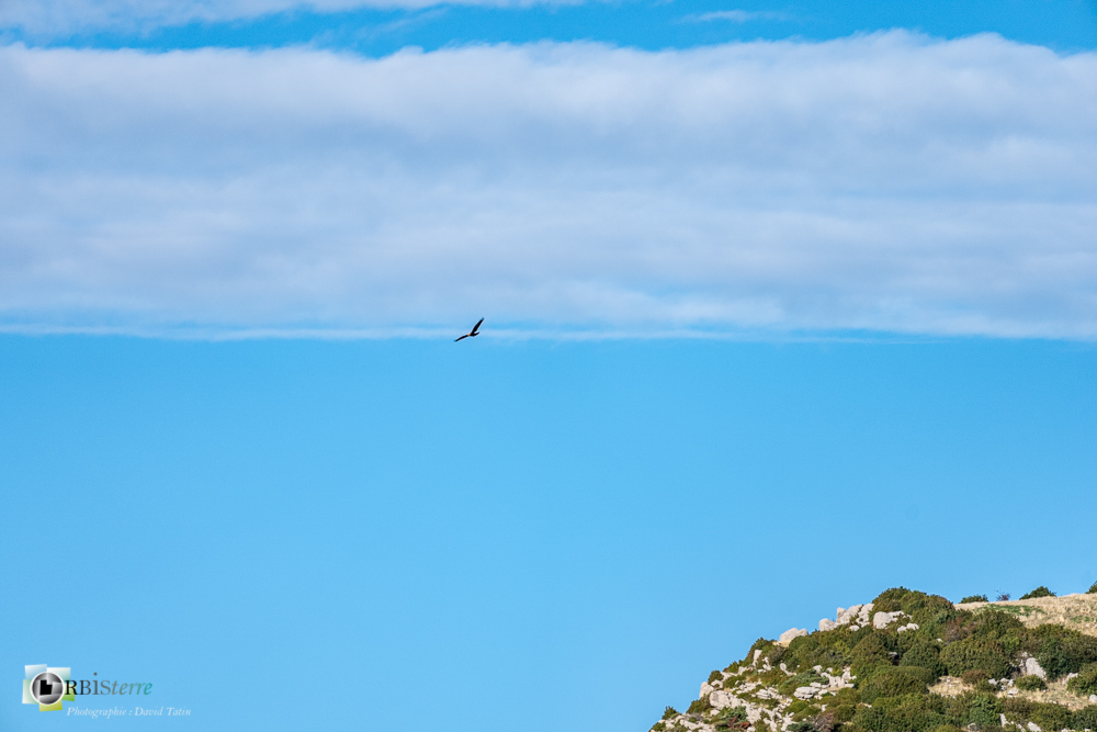 Accipitridae, Accipitridés, Accipitriformes, Aves, Birds, Busard des roseaux, Circus aeruginosus, Oiseaux, Uccelli, Vögel, Western Marsh Harrier, castellane, faune, oiseau, rapace, verdon__