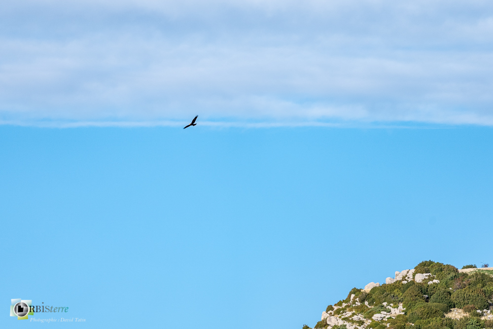 Accipitridae, Accipitridés, Accipitriformes, Aves, Birds, Busard des roseaux, Circus aeruginosus, Oiseaux, Uccelli, Vögel, Western Marsh Harrier, castellane, faune, oiseau, rapace, verdon__