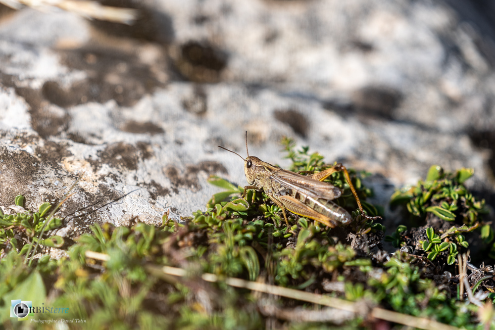 castellane, criquet, faune, insecte, othoptère, verdon__