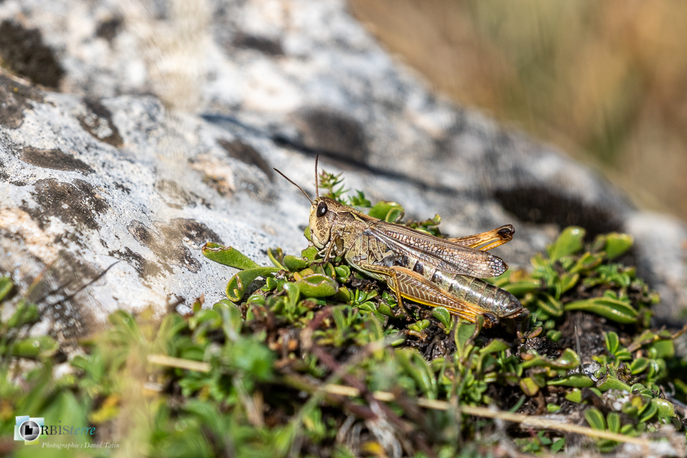 castellane, criquet, faune, insecte, othoptère, verdon__