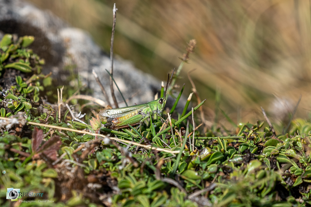 castellane, criquet, faune, insecte, othoptère, verdon__