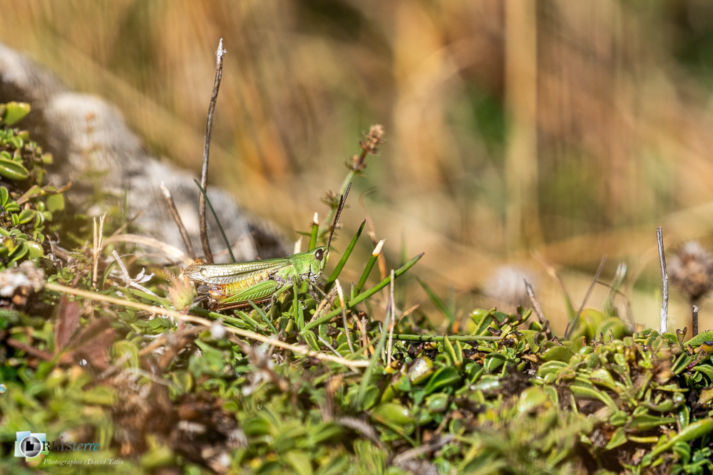 castellane, criquet, faune, insecte, othoptère, verdon__