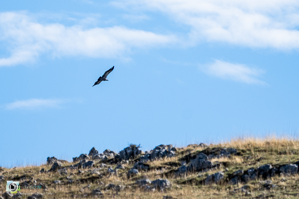 Accipitridae, Accipitridés, Accipitriformes, Aves, Birds, Griffon Vulture, Gyps fulvus, Oiseaux, Uccelli, Vautour fauve, Vögel, castellane, faune, oiseau, rapace, verdon__
