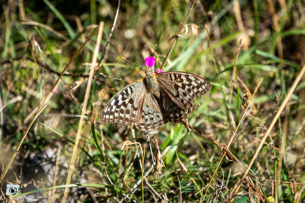 cardinal, castellane, faune, insecte, papillon, verdon__