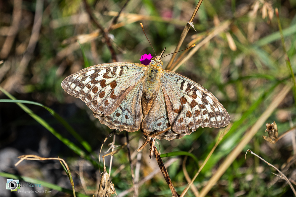 cardinal, castellane, faune, insecte, papillon, verdon__
