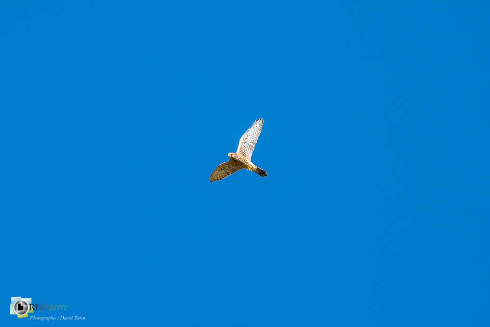 castellane, faucon crécerelle, faune, oiseau, rapace, verdon__