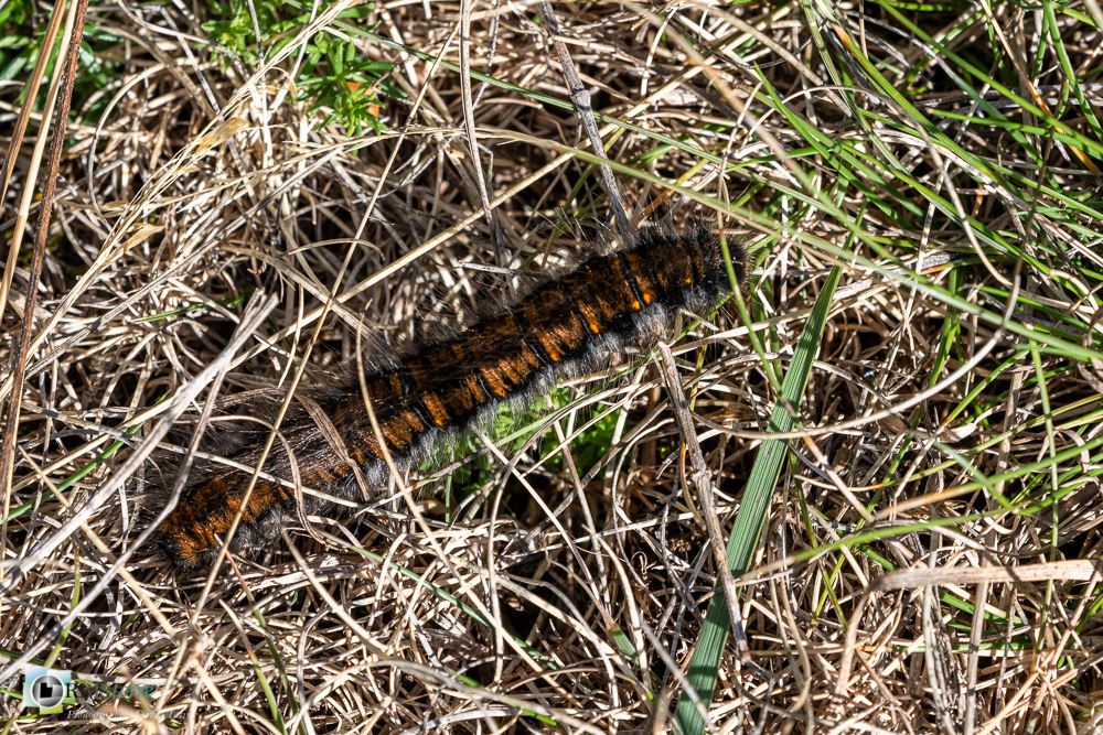 castellane, chenille, faune, insecte, verdon__