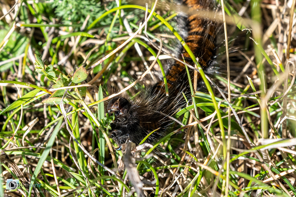 castellane, chenille, faune, insecte, verdon__