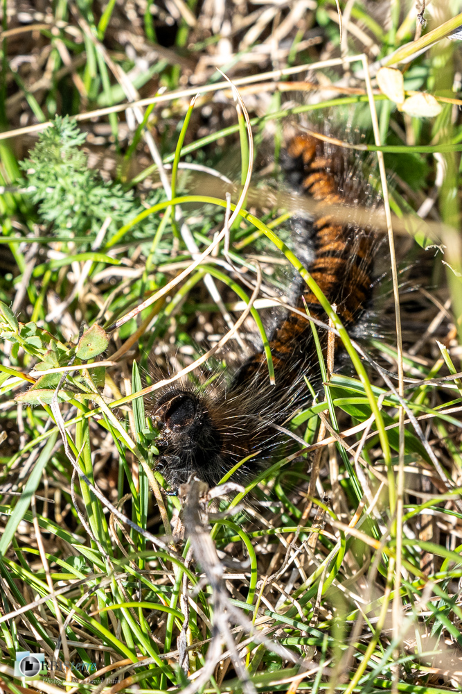 castellane, chenille, faune, insecte, verdon__