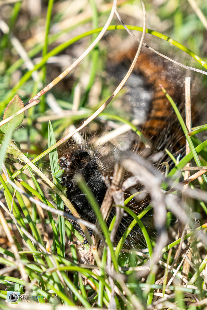 castellane, chenille, faune, insecte, verdon__