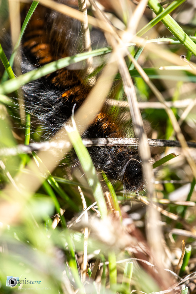 castellane, chenille, faune, insecte, verdon__