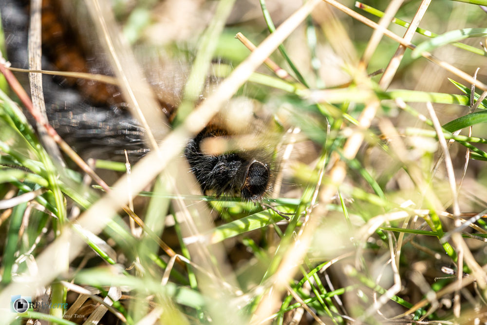 castellane, chenille, faune, insecte, verdon__