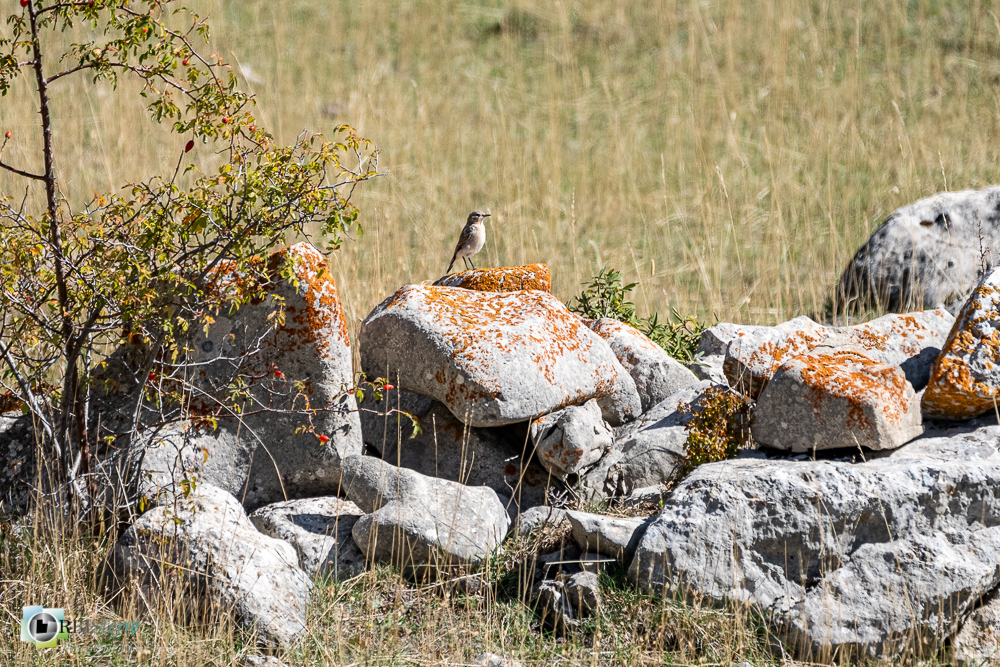 Aves, Birds, Muscicapidae, Muscicapidés, Northern Wheatear, Oenanthe oenanthe, Oiseaux, Passériformes, Traquet motteux, Uccelli, Vögel, castellane, faune, oiseau, verdon__