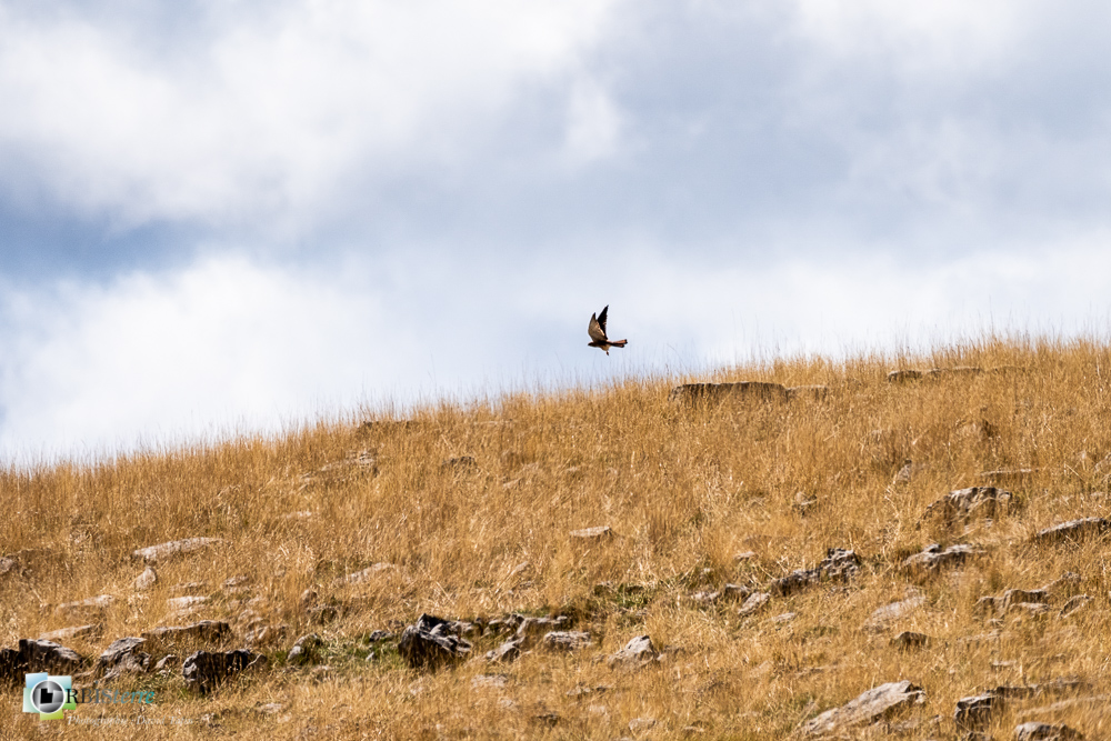 castellane, faucon crécerelle, faune, oiseau, rapace, verdon__