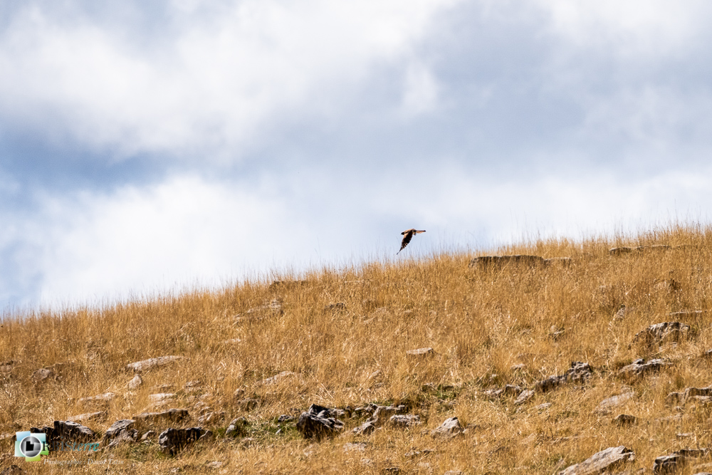 castellane, faucon crécerelle, faune, oiseau, rapace, verdon__