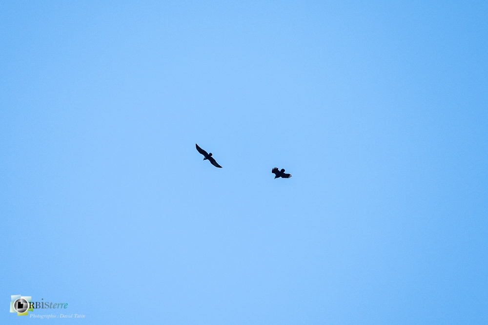 Aves, Birds, Corvidae, Corvidés, Corvus corax, Grand Corbeau, Northern Raven, Oiseaux, Passériformes, Uccelli, Vögel, castellane, faune, oiseau, verdon__