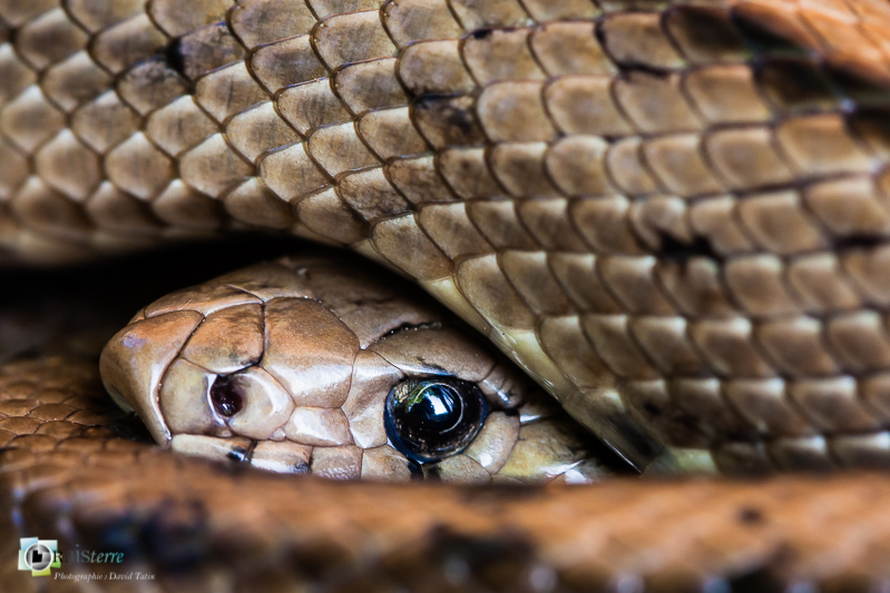 84, Aude, France, Languedoc-Roussillon, Reptilien, Rettili, Serpent, couleuvre à échelons, faune, luberon, reptiles_