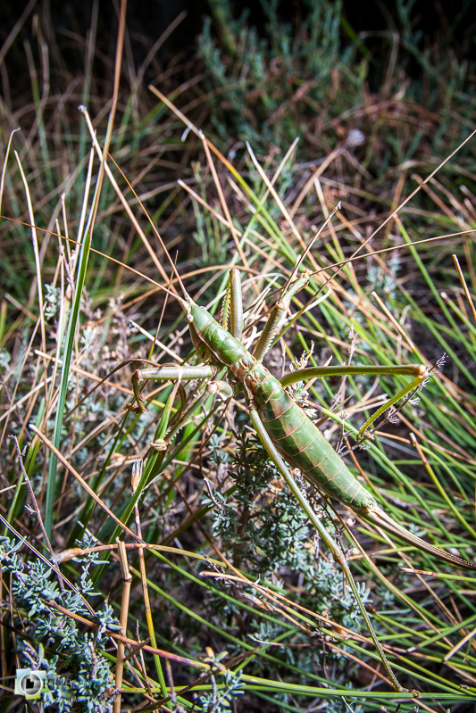 84, faune, insectes, orthoptères, saga pedo_