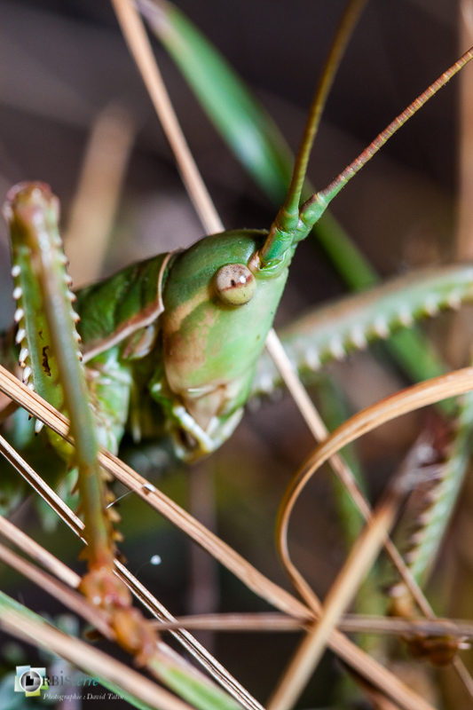 faune, insectes, orthoptères, saga pedo, vaucluse_
