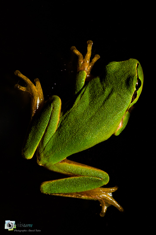 Amphibiens, espèce protégée, faune, luberon, rainette méridionale_