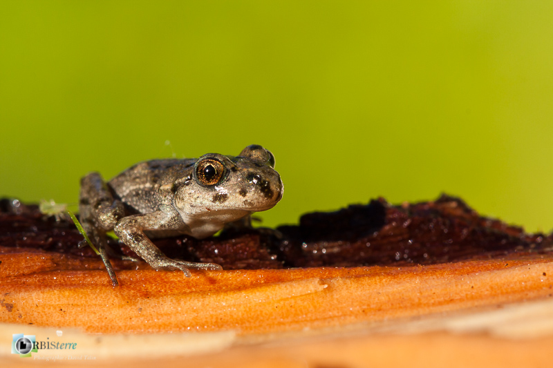 amphibien, espèce protégée, faune, pélodyte ponctué_