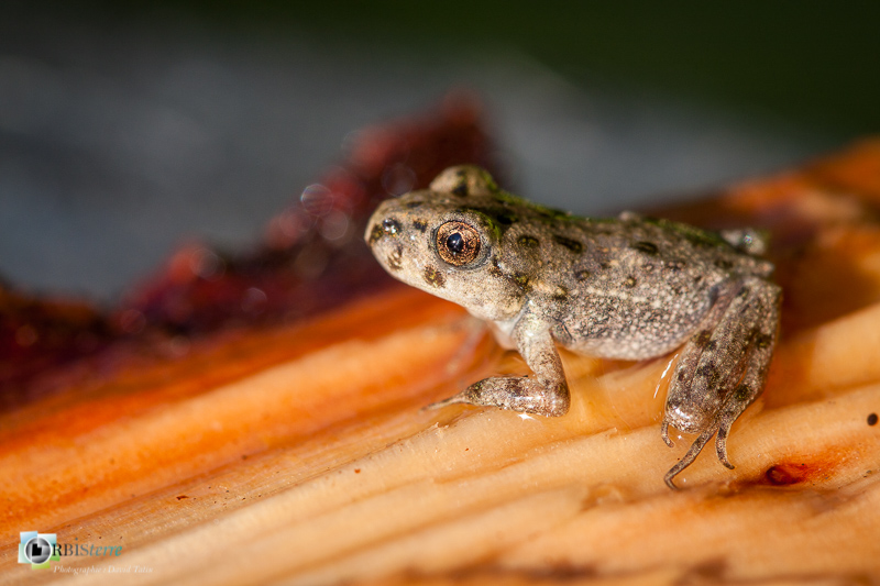 84, amphibien, faune, pélodyte ponctué_