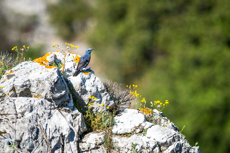Alpilles, Aves, Birds, Bouches-du-Rhône, Oiseaux, Uccelli, Vögel, faune, merle bleu, monticole bleu_