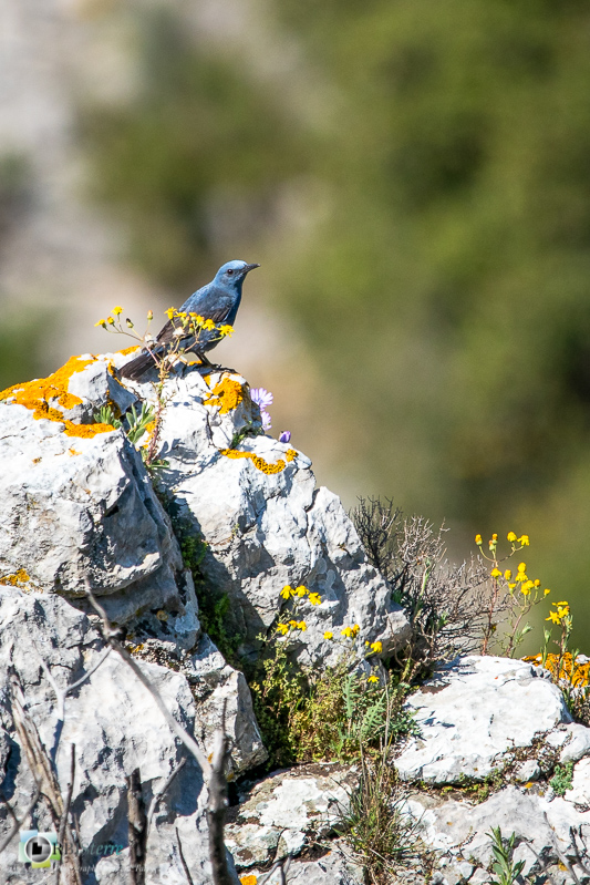 Alpilles, Aves, Birds, Bouches-du-Rhône, Oiseaux, Uccelli, Vögel, faune, merle bleu, monticole bleu_