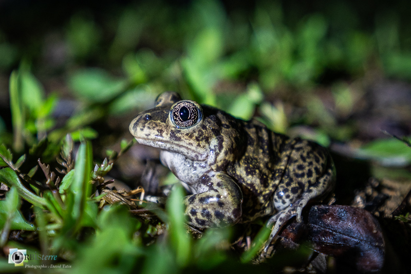 amphibien, batracien, luberon, vaucluse, zone humide_