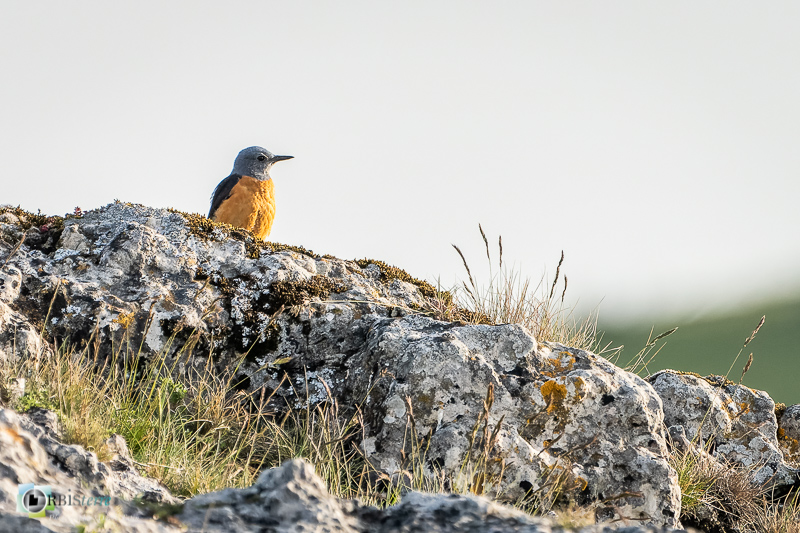 Causse Méjean, Lozère, faune, merle de roche, oiseau, stage_