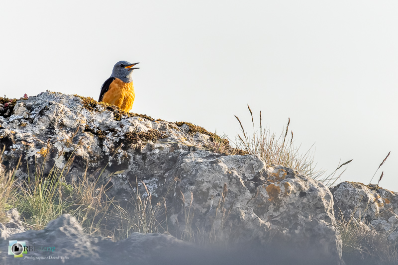 Causse Méjean, Lozère, faune, merle de roche, oiseau, stage_