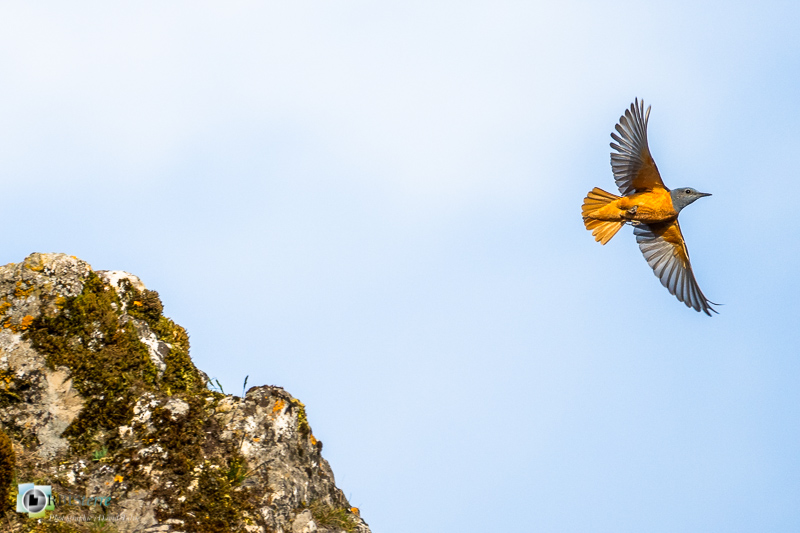Causse Méjean, Lozère, faune, merle de roche, oiseau, stage_