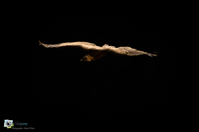 drôme, faune, oiseau, parc naturel régional des Baronnnies, rapace, rhône-alpes, rémuzat, vautour fauve_
