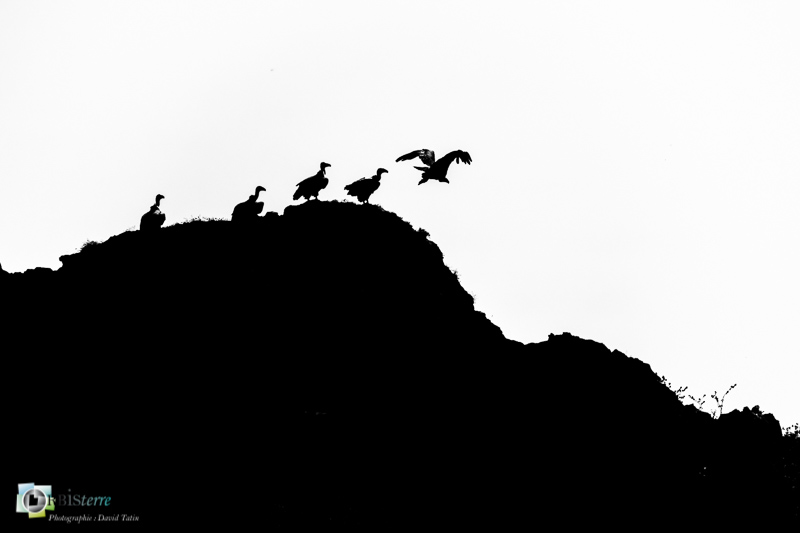 Causse Méjean, Lozère, faune, oiseau, stage, vautour fauve_