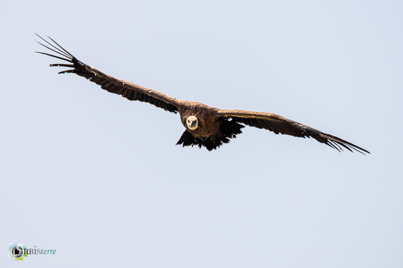 Causse Méjean, Lozère, faune, oiseau, stage, vautour fauve_