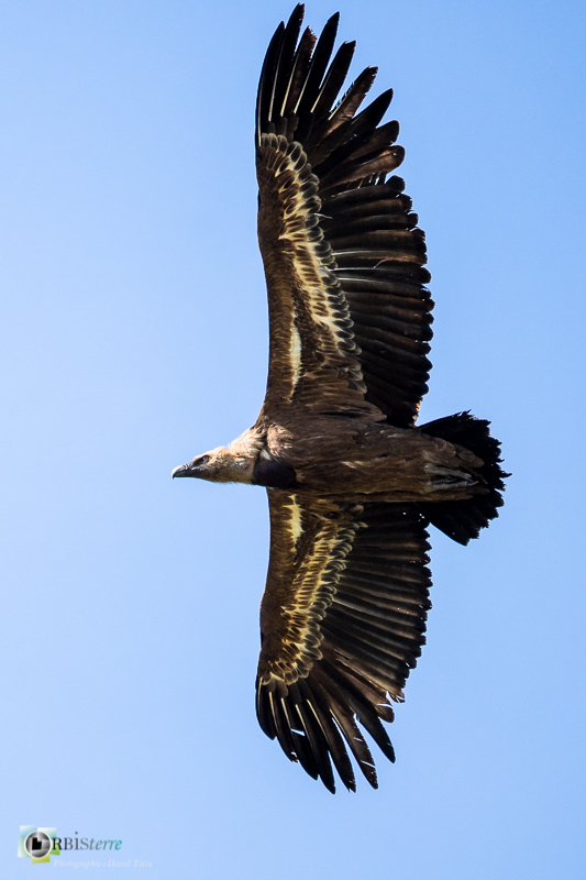 Causse Méjean, Lozère, faune, oiseau, stage, vautour fauve_