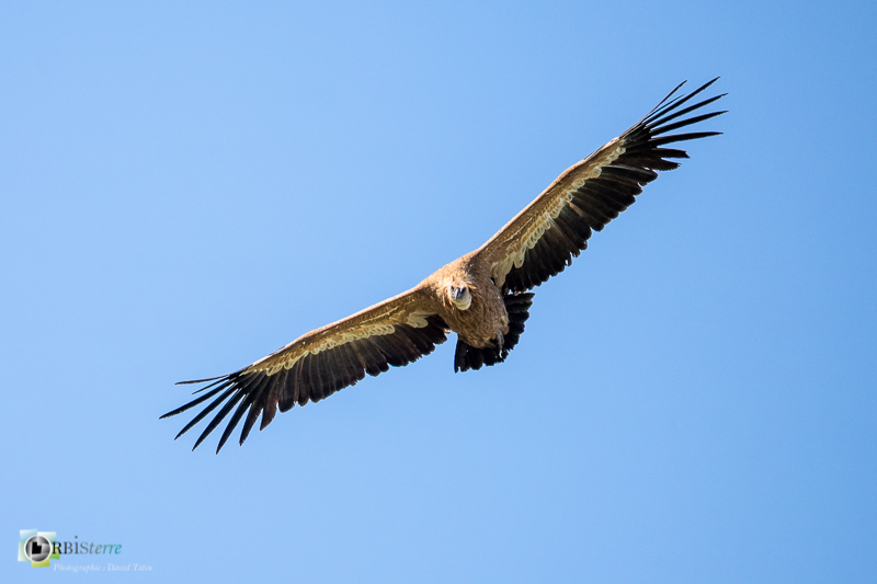 Causse Méjean, Lozère, faune, oiseau, vautour fauve_
