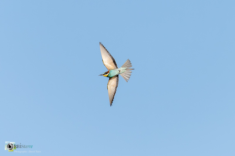 faune, guêpier d'Europe, oiseau, prédation, vaucluse, vol_