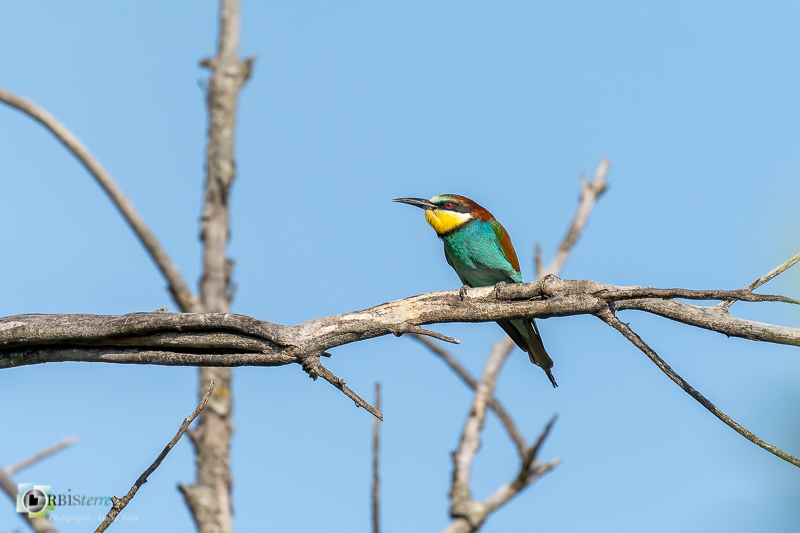 faune, guêpier d'Europe, oiseau, vaucluse_
